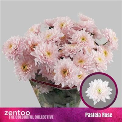 Хризантема 'PASTELA ROSE'
