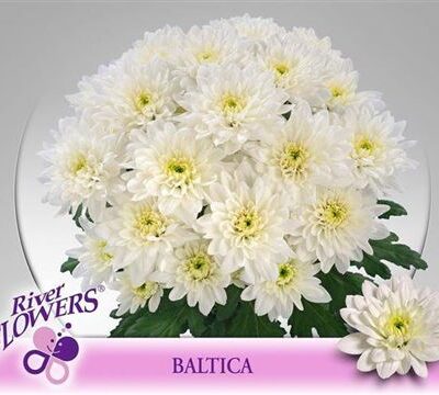 Хризантема 'BALTICA'