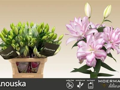 Лілія 'Anouska'