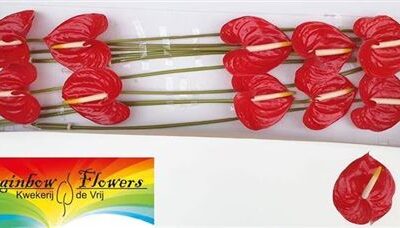 Антуріум 'TROPICAL'