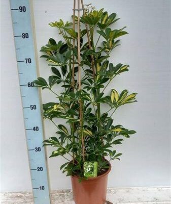 Шефлера 'Gold Capell'