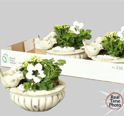 Каланхоє композиція