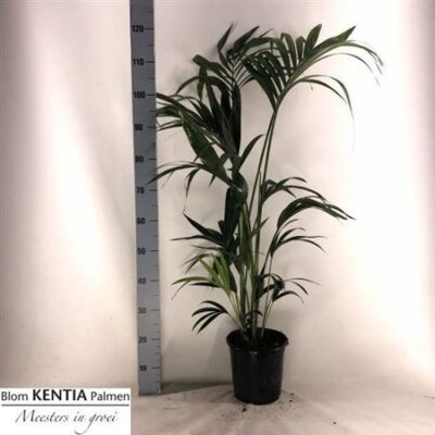 Пальма 'Howea Forsteriana'