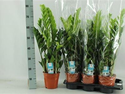 Заміокулькас