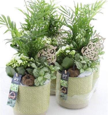 Горшкова композиція