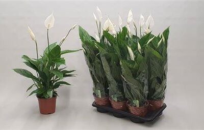 Спатифіліум 'Sweet Chico'