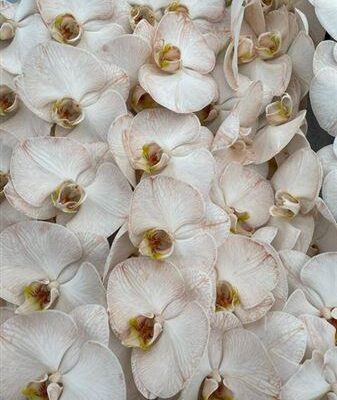 Орхідея зрізана 'Per Tak'