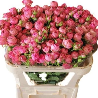 Кущова троянда 'Pretty Giselle!'