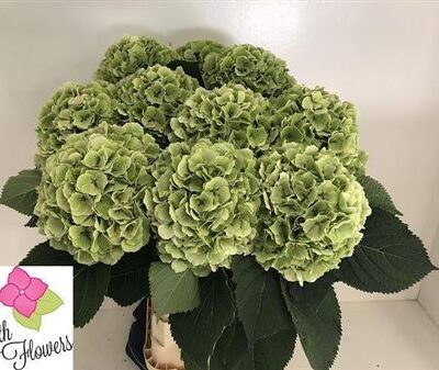 Гортензія 'Verena Cl'