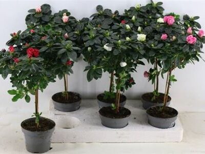 Азалія штамб