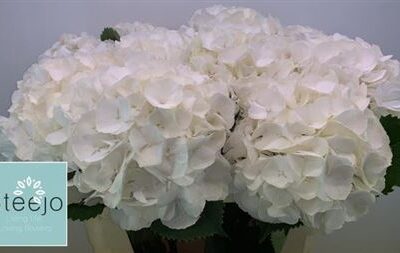 Гортензія 'White Verena'