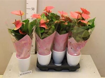 Антуріум 'Sweet Dream'