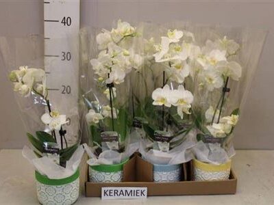 Орхідея мф 1-стеблова кераміка
