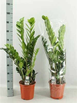 Заміокулькас 'Zamiifol'