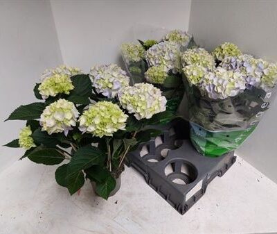 Гортензія 'Ankong'