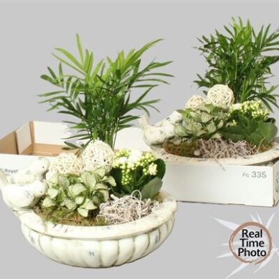 Каланхоє композиція