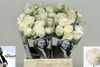 Ранункулюс 'White'