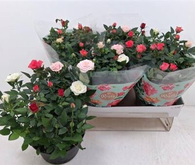 Троянди в горщику