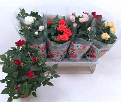 Троянди в горщику 'Gem 6 Srt'