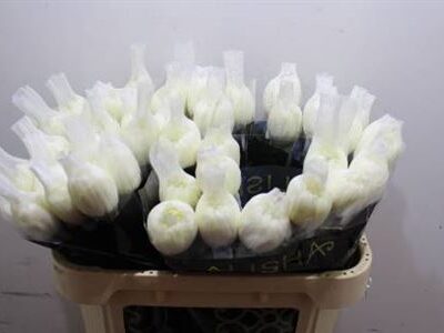 Хризантема 'MAGNUM'