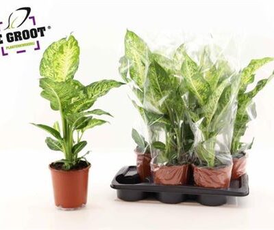 Дифінбахія 'Mars'