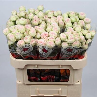 Кущова троянда 'Sweet Gelato'