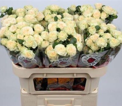 Кущова троянда 'SUMMERROSE'