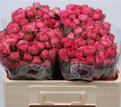 Кущова троянда 'Gra Trendsetter'