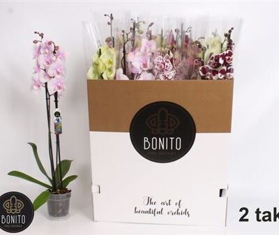 Орхідея 2-стеблова 'Gem 8 Kl'