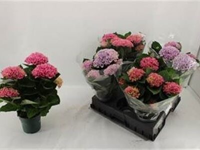 Гортензія 'Mag Revolutio gem'