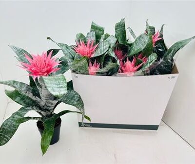 Ехмея 'Primera'