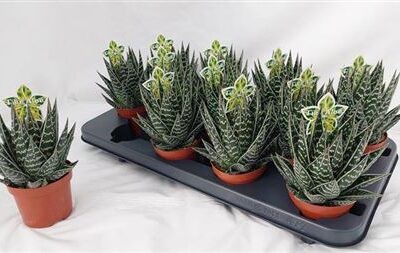 Алое 'Tiki Tahi'