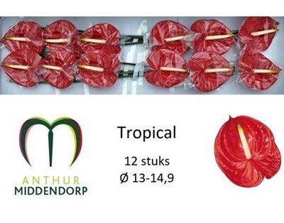 Антуріум 'Tropical'