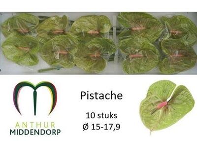 Антуріум 'Pistache'