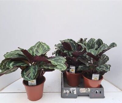 Калатея 'Medallion'