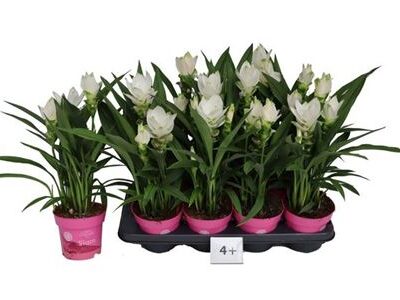 Куркума 'Siam Sisto'