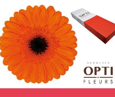 Гербера 'Caramba-doos'