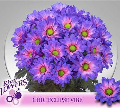 Хризантема 'Chic Klb H%'