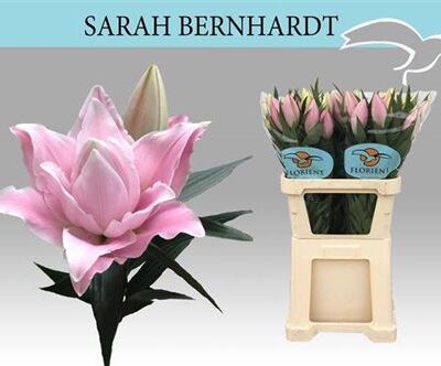 Лілія 'Sarah Bernhard'