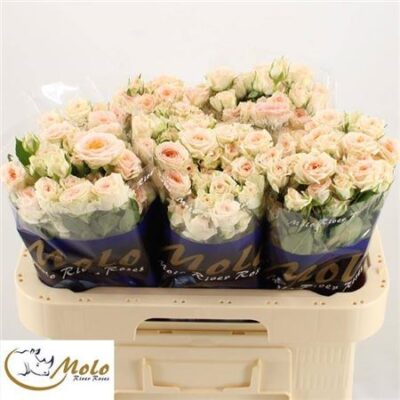 Кущова троянда 'Rosanella'