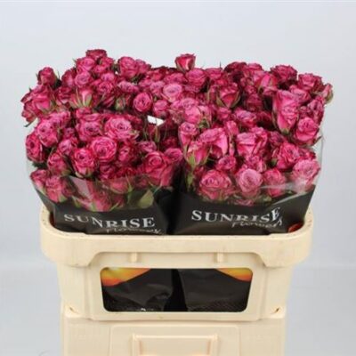 Кущова троянда 'PURPLE QUEEN'