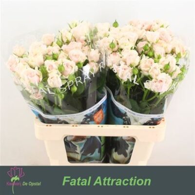 Кущова троянда 'RLM FATAL ATTRA'