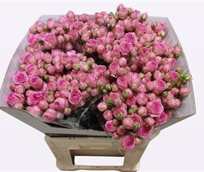 Кущова троянда 'Super Sensatio@'