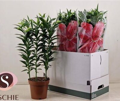 Лілія 'Helvetia'