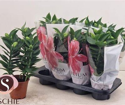 Лілія 'Souvenir'