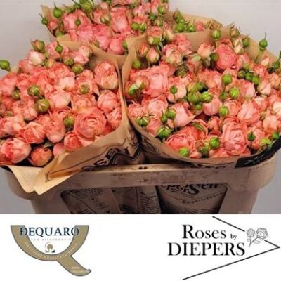 Кущова троянда 'Femke'