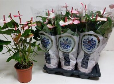 Антуріум 'Am Elega'