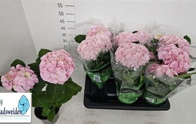 Гортензія 'Ov'