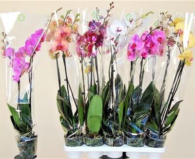 Орхідея 2-х стеблова 'Gem 7Kl'