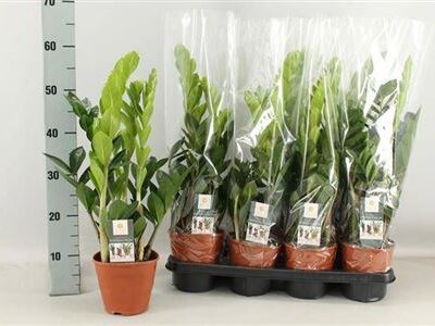 Заміокулькас 'Zamiifol'